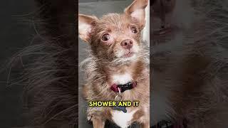 Dog bodyshames her dad 
