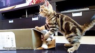 Cute Kittens playing hide and seek with box