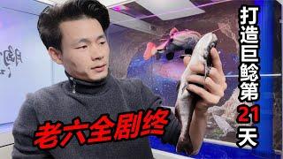 使盡渾身解數，也未能救活一條魚，還險些害死招財貓魚