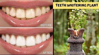  Magical Teeth Whitening At Home | 100% Ayurvedic | Safe Enamel | No Sensitive Teeth