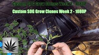 Custom SOG Grow Clones Week 2   1080P