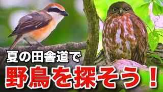 アオバズクと豊かな野鳥たちの不思議な出会い～