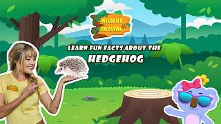 Hedgehog Facts