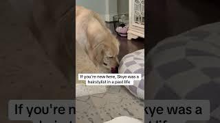 Skye the stylist  #dogs #funnydogs #goldenretreivers #goldenretriever #cutedogs