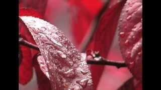 Musical Spa - Relaxing Rains Of Asia - FREE Relaxation Music