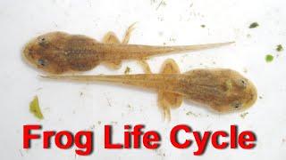 Life Cycle Of A Frog - From Egg/Tadpole to Frog (40 Days)