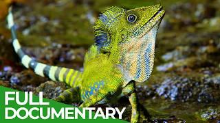 Wildest Indochina | Episode 2: Malaysia - Freaks of Nature | Free Documentary Nature