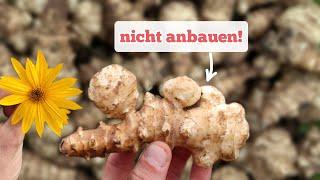 die unangenehme Wahrheit über Topinambur im (Permakultur)-Garten.