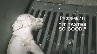 您不願吃素的理由有在裡面嗎？What Is Stopping You from Going Vegan