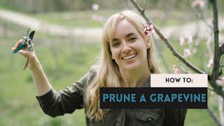 How to Prune a Grapevine to Produce More Fruit