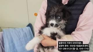 서울에서 입양 보낸지 한달만에 다시 대구에 버려진 5개월 강아지 달콩이