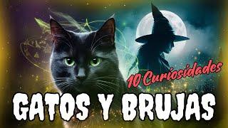 10 Curiosidades Mágicas Sobre Gatos y Brujas Que No Conocías