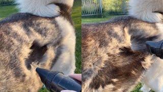 Owner 'Hoovers' Dogs Fur During Shedding Season