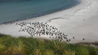 Фолклендські острови. Пінгвіни. Частина 21. Falkland islands. Penguins. Part 21.