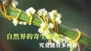 被真菌寄生有多可怕，让雄性伪造雌性和其它雄性交配【西风探瘦马】