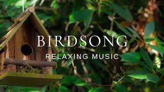 Peaceful Relaxing Guitar | Work Study Read Focus | Birdsong