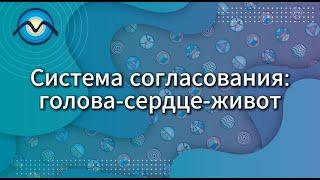 Система согласования: голова-сердце-живот