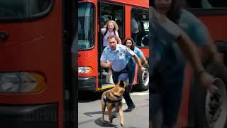 Guardian Angel Dog's Warning Saves Everyone From Dangerous Accident! #rescue #pets #animals