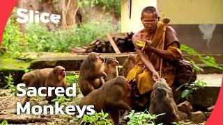 The Sacred Ape: Exploring Humanity's Deep Connection with Monkeys | SLICE | FULL DOCUMENTARY