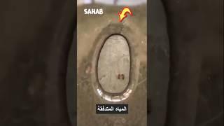 شاهد ورطة النملتان #ترند #اكسبلور #ترند