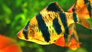 Get tiger barbs. Here's why.