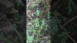 Pit Viper #When you encounter Pit Viper Snake while camping #hiking