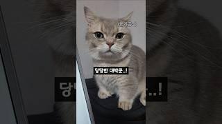 집사의 작업을 방해하는 대박이 #cat #shorts
