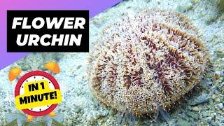 Flower Urchin - In 1 Minute!  One Of The Most Dangerous Ocean Creatures In The World