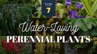 7 Best Water Loving Perennial Plants  for Moist and Wet Garden Area 