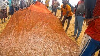 Holy Mackerel! 500kg Fish Haul Surprises Us All - Incredible Catch By Sri Lankan Fisherman