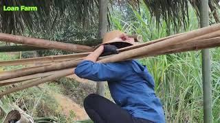 Full video 3 days Building Bamboo House 2024 in forest - Girl survival alone - Loan Farm