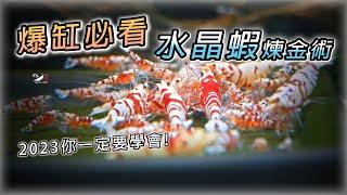 【蝦蝦特輯EP16】水晶蝦生到爆缸!!仔蝦鍊金術! ｜水晶蝦飼養｜紅花虎｜我只是個養蝦的