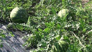 Harvesting Watermelons