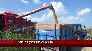 Sinop’ta çeltik hasadı başladı