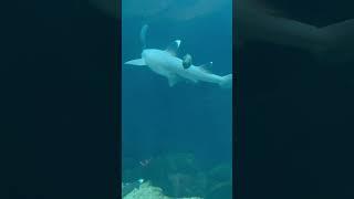 REEF SHARK #shorts