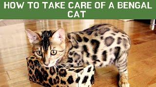 How to take care of a Bengal cat Updated 2022