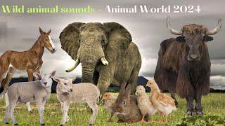 Wild animal sounds - Animal World 2024 - Animal sounds: bull, elephant, giraffe, rhino, sheep, goat