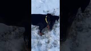 German pinscher Puppy first time in the snow #cuteanimal #snow