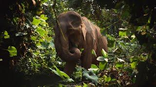 Mandalao Elephant Conservation - An Ethical Home for Rescued Elephants