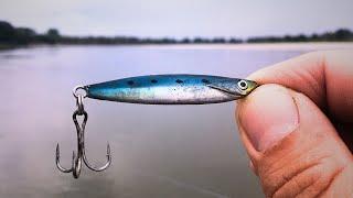 Summer Fishing for Zander and Asp on the Po River