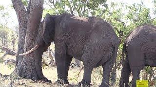 Watch HOW Elephants Sleep