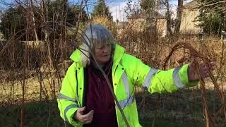 Shaping a Living Willow Tunnel