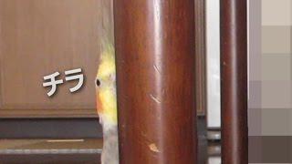 ビビりながらチラ見しまくるオカメインコ(YouTube ver.)