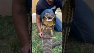 Kissing a KING COBRA!