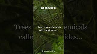Healing Power of Trees: Discover How Phytoncides Boost Your Health  #shorts #tree #healing
