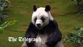 Goodbye, An An: Hong Kong mourns death of world's oldest male giant panda