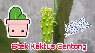 Memperbanyak kaktus centong di pot dengan cara stek batang - KEBUNCILIK