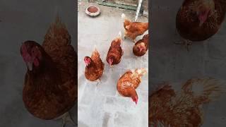 lohman hens #hens #pets #shorts #viral