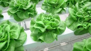 Indoor Farming: the future for food production