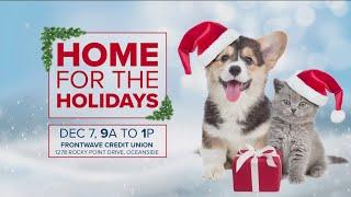 Home For The Holidays | Finding loving homes for San Diego pets